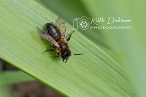 Chocolate Mining Bee