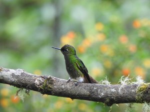 Glowing Puffleg