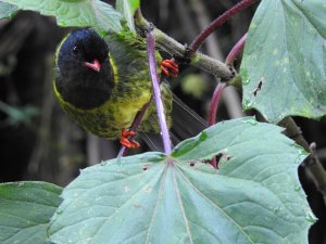 Green-and-black Fruiteater