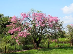 PAINEIRA ROSA (Chorisia speciosa )