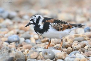 Turnstone 2720.jpg