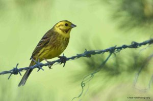 Yellowhammer 0798.jpg