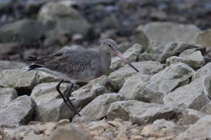 Black-tailed Godwit (F)