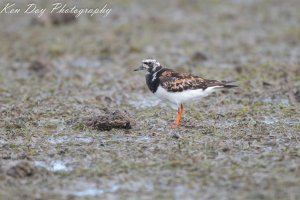 Ruddy Turnstone