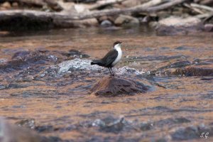 White-throated dipper leucogaster subspecies