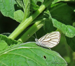 Margined White (Pieris marginalis)