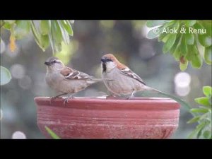 Russet Sparrow pair : at forest-edge : Amazing Wildlife of India by Renu Tewari and Alok Tewari