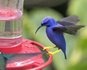 Purple Honeycreeper (m)