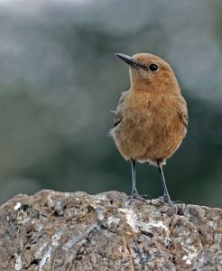 Brown rockchat