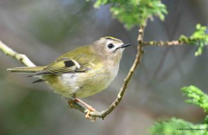 Goldcrest 1631.jpg