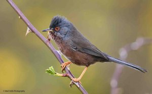 Dartford Warbler 1997.jpg