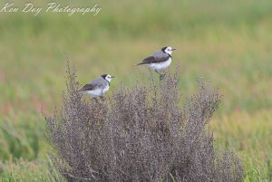 White-fronted Chat