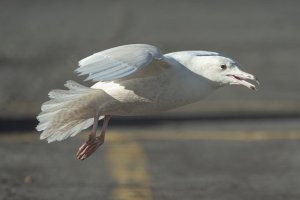 first winter glaucous gull
