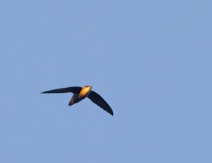 Chimney Swift