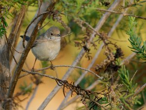 Menetries's warbler