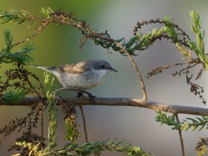 Lesser whitethraot