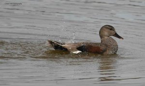 Gadwall 2096.jpg