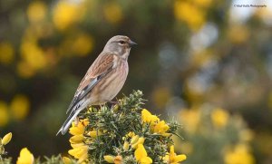 Linnet 2043.jpg