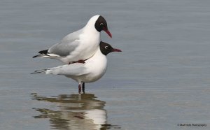 Black-headed Gull 2388.jpg