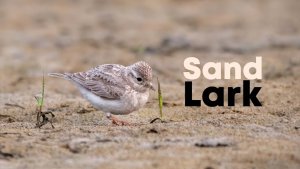 Sand lark (Alaudala raytal) at Gajoldaba, West Bengal, India