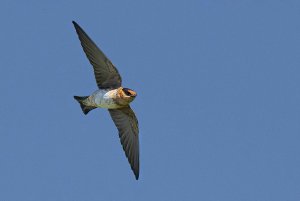 Cave Swallow