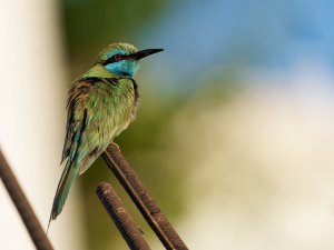 Arabian green bee-eater