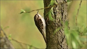 Treecreeper.