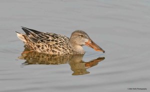 Shoveler 2405.jpg