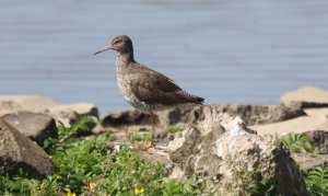 Redshank