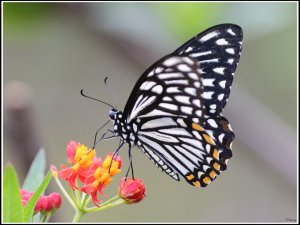 Common Mime