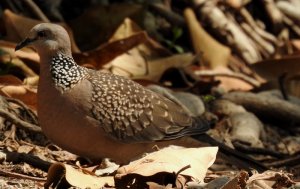 Spotted Dove