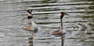 Great Crested Grebes