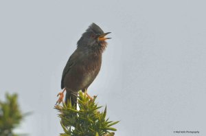 Dartford Warbler 1955.jpg