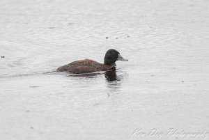 Blue-billed Duck ( Male non breeding )