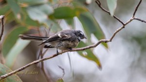 Grey Fantail