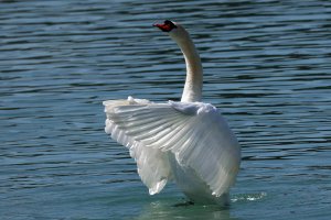 Mute Swan