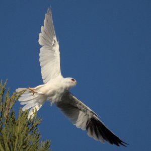 White tailed kite