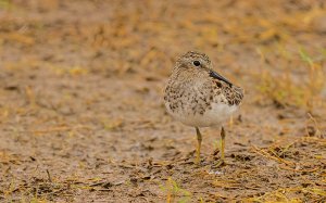 Least Sandpiper