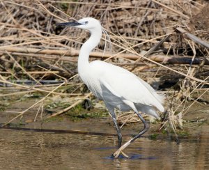 Little Egret