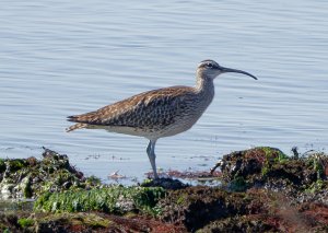 Eurasian whimbrel