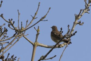 Songthrush