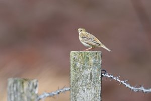 Meadow Pipit