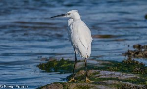 16-04-2024 Little Egret at Dawn.jpg