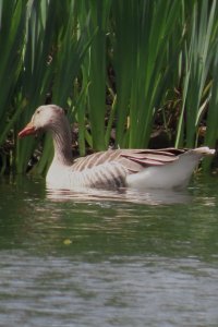 Greylag