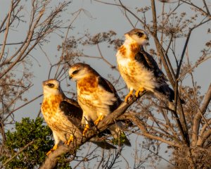 White Tailed Kite chicks watching their parents hunt