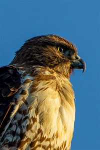 Red Tail Portrait