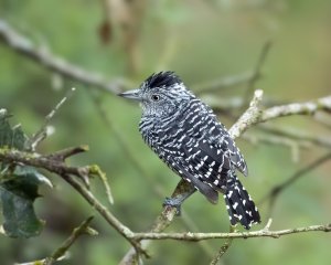 Barred Antshrike (m)