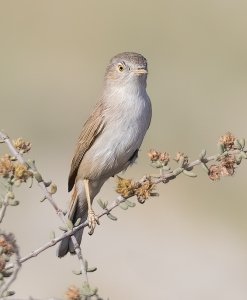 Asian Desert Warbler