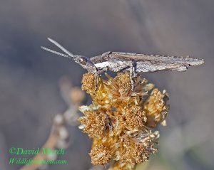 “Gaudy” grasshopper