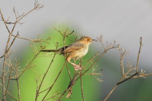 Red Faced Cisticola